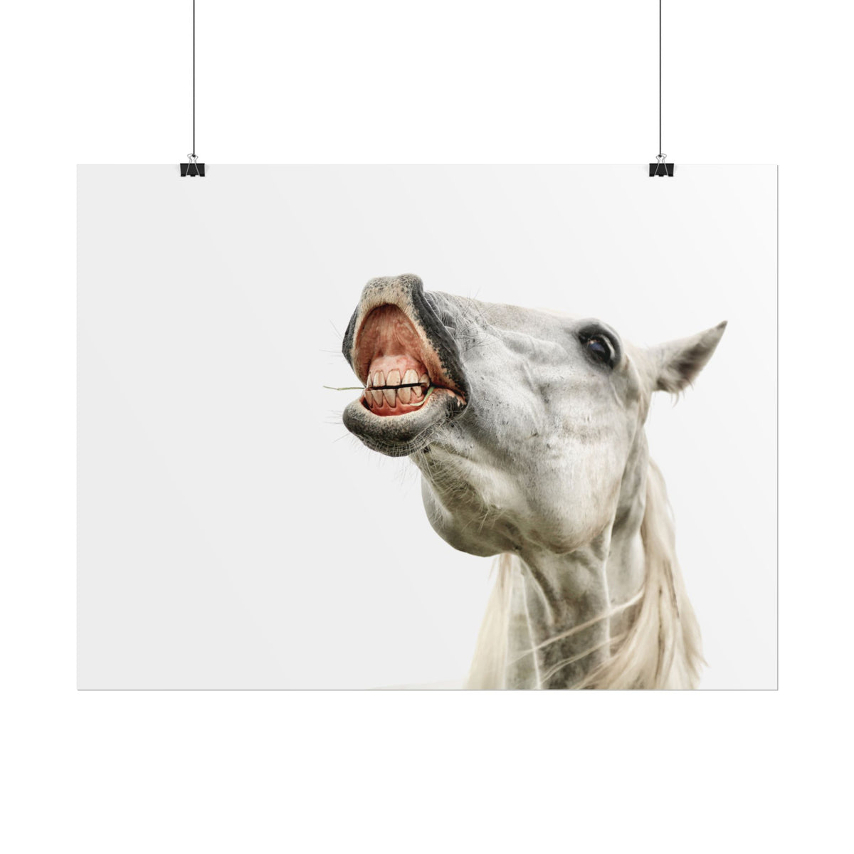 Horse Laugh Poster — Funny White Horse Rolled Art Print for Home & Stable Decor