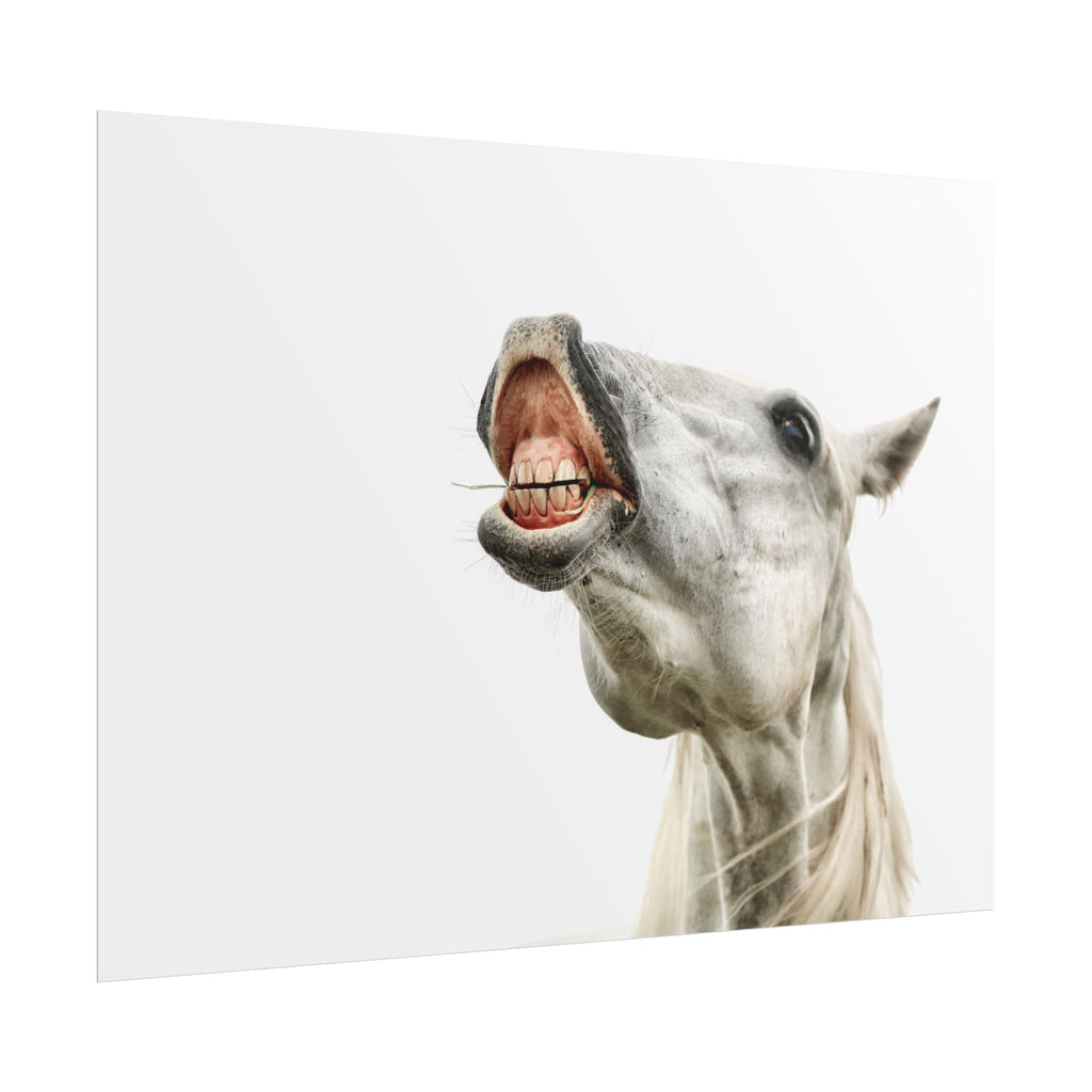 Horse Laugh Poster — Funny White Horse Rolled Art Print for Home & Stable Decor