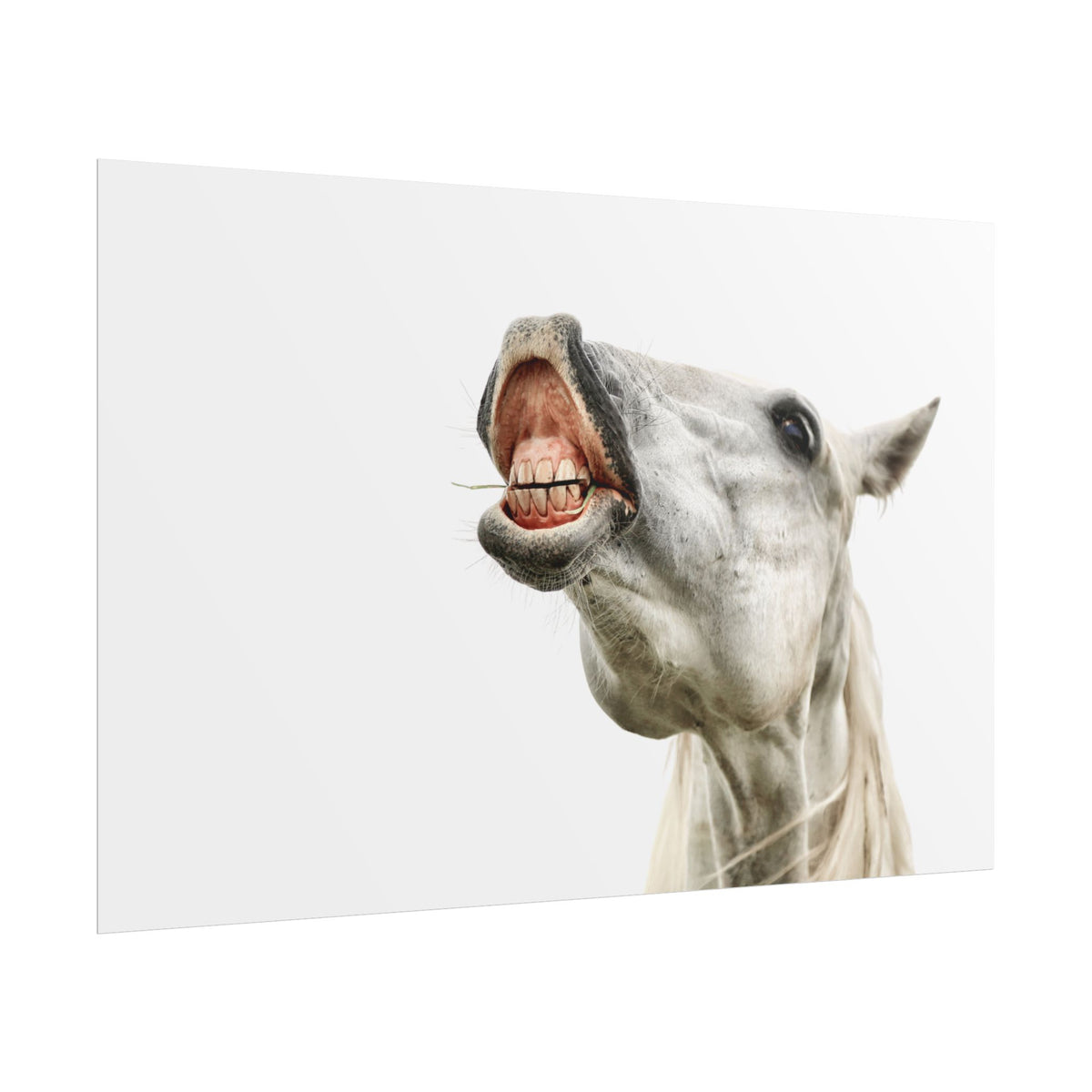 Horse Laugh Poster — Funny White Horse Rolled Art Print for Home & Stable Decor