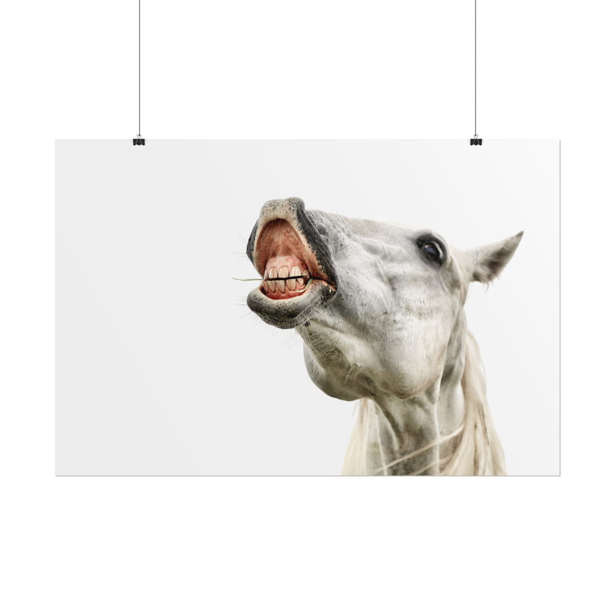 Horse Laugh Poster — Funny White Horse Rolled Art Print for Home & Stable Decor